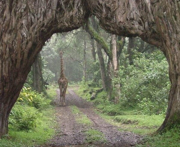 Arusha-National-Park-1