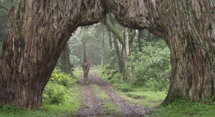 Arusha-National-Park-1