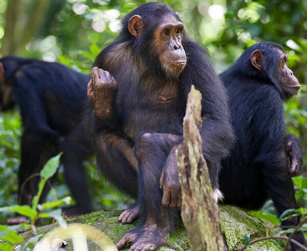GOMBE-STREAM-NATIONAL-PARK-4