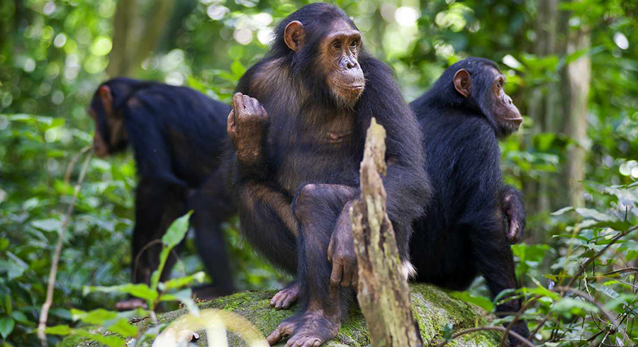 GOMBE-STREAM-NATIONAL-PARK-4