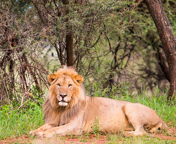 ruaha-ruaha-national-park-tanzania-safaris-1