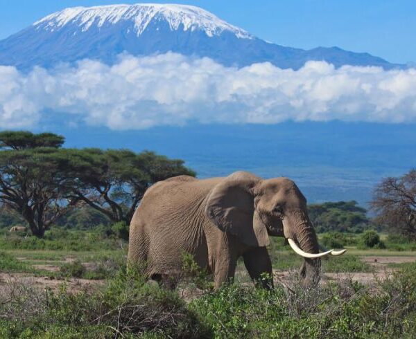 Mount-Kilimanjaro-elephant(1)