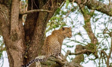 Serengeti National Park is a World Heritage Site teeming with wildlife: over 2 million ungulates, 4000 lions, 1000 leopard, 550 cheetahs and some 500 bird ...