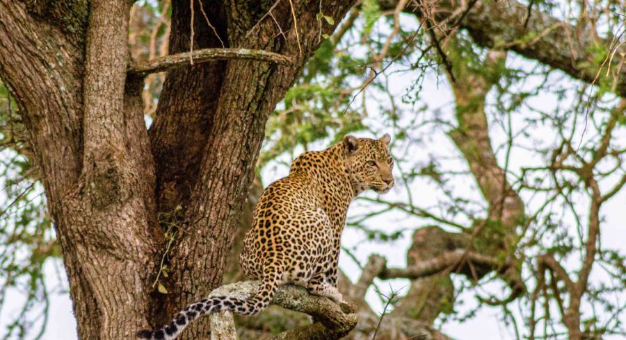Serengeti National Park is a World Heritage Site teeming with wildlife: over 2 million ungulates, 4000 lions, 1000 leopard, 550 cheetahs and some 500 bird ...