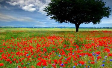 Kitulo National Park Nicknamed, Serengeti of Flowers, Kitulo National Park is the first National Park in the tropical Africa to be established primarily for its floristic importance. Host one of the greatest floral spectacle of the world with 350 species of Vascular plants. Including 45 varieties of terrestrial orchid! Visitors can walk across the grasslands to watch birds and wildflowers. Hill climbing in mountain ranges is also offered. Hiking from the park across the Livingstone Mountains is another opportunity and will lead to breathtaking Matema beach in lake Nyasa Indeed, it is rare botanical marvel, home to a newly discovered monkey species as well as which erupt into a riotous wild flowered display of breathtaking scale and the diversity during the main rain season. Kitulo support the largest and most important montane grassland community in Tanzania. But Kitulo, a botanist and Hiker’s paradise, also is highly attractive to bird watchers. Tanzania only population of Denham’s Bustard is a resident, alongside blue swallow and such range-restricted species as mountain marsh widow, Njombe Cisticola and Kipengere seedeater. Tourists can hike in the special developed trail system. These include open walking across the grasslands to watch birds and wild flowers and hill climbing on the neighboring ranges. A half-day hike from the park across the Livingstone Mountains leads to the scenic Matema beach on Lake Nyasa. The Highland Mangabey, famously known as Kipunji is the first new monkey species discovered in Africa in 20 years.