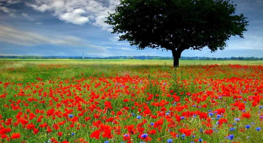 Kitulo National Park Nicknamed, Serengeti of Flowers, Kitulo National Park is the first National Park in the tropical Africa to be established primarily for its floristic importance. Host one of the greatest floral spectacle of the world with 350 species of Vascular plants. Including 45 varieties of terrestrial orchid! Visitors can walk across the grasslands to watch birds and wildflowers. Hill climbing in mountain ranges is also offered. Hiking from the park across the Livingstone Mountains is another opportunity and will lead to breathtaking Matema beach in lake Nyasa Indeed, it is rare botanical marvel, home to a newly discovered monkey species as well as which erupt into a riotous wild flowered display of breathtaking scale and the diversity during the main rain season. Kitulo support the largest and most important montane grassland community in Tanzania. But Kitulo, a botanist and Hiker’s paradise, also is highly attractive to bird watchers. Tanzania only population of Denham’s Bustard is a resident, alongside blue swallow and such range-restricted species as mountain marsh widow, Njombe Cisticola and Kipengere seedeater. Tourists can hike in the special developed trail system. These include open walking across the grasslands to watch birds and wild flowers and hill climbing on the neighboring ranges. A half-day hike from the park across the Livingstone Mountains leads to the scenic Matema beach on Lake Nyasa. The Highland Mangabey, famously known as Kipunji is the first new monkey species discovered in Africa in 20 years.