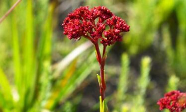 Kitulo National Park Nicknamed, Serengeti of Flowers, Kitulo National Park is the first National Park in the tropical Africa to be established primarily for its floristic importance. Host one of the greatest floral spectacle of the world with 350 species of Vascular plants. Including 45 varieties of terrestrial orchid! Visitors can walk across the grasslands to watch birds and wildflowers. Hill climbing in mountain ranges is also offered. Hiking from the park across the Livingstone Mountains is another opportunity and will lead to breathtaking Matema beach in lake Nyasa Indeed, it is rare botanical marvel, home to a newly discovered monkey species as well as which erupt into a riotous wild flowered display of breathtaking scale and the diversity during the main rain season. Kitulo support the largest and most important montane grassland community in Tanzania. But Kitulo, a botanist and Hiker’s paradise, also is highly attractive to bird watchers. Tanzania only population of Denham’s Bustard is a resident, alongside blue swallow and such range-restricted species as mountain marsh widow, Njombe Cisticola and Kipengere seedeater. Tourists can hike in the special developed trail system. These include open walking across the grasslands to watch birds and wild flowers and hill climbing on the neighboring ranges. A half-day hike from the park across the Livingstone Mountains leads to the scenic Matema beach on Lake Nyasa. The Highland Mangabey, famously known as Kipunji is the first new monkey species discovered in Africa in 20 years.