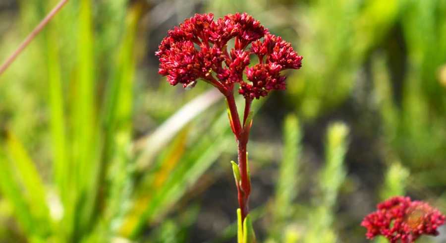 Kitulo National Park Nicknamed, Serengeti of Flowers, Kitulo National Park is the first National Park in the tropical Africa to be established primarily for its floristic importance. Host one of the greatest floral spectacle of the world with 350 species of Vascular plants. Including 45 varieties of terrestrial orchid! Visitors can walk across the grasslands to watch birds and wildflowers. Hill climbing in mountain ranges is also offered. Hiking from the park across the Livingstone Mountains is another opportunity and will lead to breathtaking Matema beach in lake Nyasa Indeed, it is rare botanical marvel, home to a newly discovered monkey species as well as which erupt into a riotous wild flowered display of breathtaking scale and the diversity during the main rain season. Kitulo support the largest and most important montane grassland community in Tanzania. But Kitulo, a botanist and Hiker’s paradise, also is highly attractive to bird watchers. Tanzania only population of Denham’s Bustard is a resident, alongside blue swallow and such range-restricted species as mountain marsh widow, Njombe Cisticola and Kipengere seedeater. Tourists can hike in the special developed trail system. These include open walking across the grasslands to watch birds and wild flowers and hill climbing on the neighboring ranges. A half-day hike from the park across the Livingstone Mountains leads to the scenic Matema beach on Lake Nyasa. The Highland Mangabey, famously known as Kipunji is the first new monkey species discovered in Africa in 20 years.