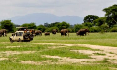 Kitulo National Park Nicknamed, Serengeti of Flowers, Kitulo National Park is the first National Park in the tropical Africa to be established primarily for its floristic importance. Host one of the greatest floral spectacle of the world with 350 species of Vascular plants. Including 45 varieties of terrestrial orchid! Visitors can walk across the grasslands to watch birds and wildflowers. Hill climbing in mountain ranges is also offered. Hiking from the park across the Livingstone Mountains is another opportunity and will lead to breathtaking Matema beach in lake Nyasa Indeed, it is rare botanical marvel, home to a newly discovered monkey species as well as which erupt into a riotous wild flowered display of breathtaking scale and the diversity during the main rain season. Kitulo support the largest and most important montane grassland community in Tanzania. But Kitulo, a botanist and Hiker’s paradise, also is highly attractive to bird watchers. Tanzania only population of Denham’s Bustard is a resident, alongside blue swallow and such range-restricted species as mountain marsh widow, Njombe Cisticola and Kipengere seedeater. Tourists can hike in the special developed trail system. These include open walking across the grasslands to watch birds and wild flowers and hill climbing on the neighboring ranges. A half-day hike from the park across the Livingstone Mountains leads to the scenic Matema beach on Lake Nyasa. The Highland Mangabey, famously known as Kipunji is the first new monkey species discovered in Africa in 20 years.