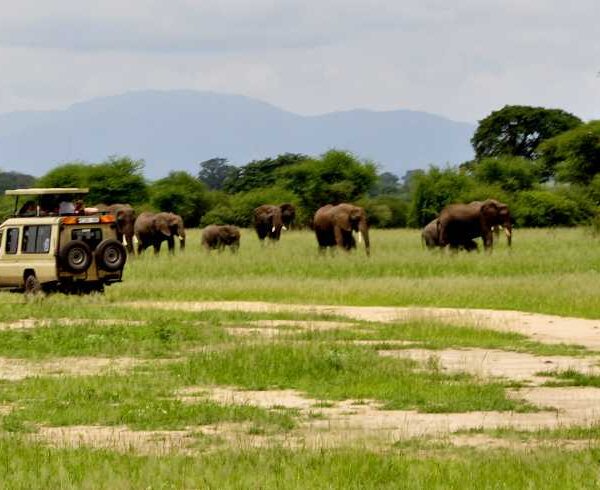 Kitulo National Park Nicknamed, Serengeti of Flowers, Kitulo National Park is the first National Park in the tropical Africa to be established primarily for its floristic importance. Host one of the greatest floral spectacle of the world with 350 species of Vascular plants. Including 45 varieties of terrestrial orchid! Visitors can walk across the grasslands to watch birds and wildflowers. Hill climbing in mountain ranges is also offered. Hiking from the park across the Livingstone Mountains is another opportunity and will lead to breathtaking Matema beach in lake Nyasa Indeed, it is rare botanical marvel, home to a newly discovered monkey species as well as which erupt into a riotous wild flowered display of breathtaking scale and the diversity during the main rain season. Kitulo support the largest and most important montane grassland community in Tanzania. But Kitulo, a botanist and Hiker’s paradise, also is highly attractive to bird watchers. Tanzania only population of Denham’s Bustard is a resident, alongside blue swallow and such range-restricted species as mountain marsh widow, Njombe Cisticola and Kipengere seedeater. Tourists can hike in the special developed trail system. These include open walking across the grasslands to watch birds and wild flowers and hill climbing on the neighboring ranges. A half-day hike from the park across the Livingstone Mountains leads to the scenic Matema beach on Lake Nyasa. The Highland Mangabey, famously known as Kipunji is the first new monkey species discovered in Africa in 20 years.