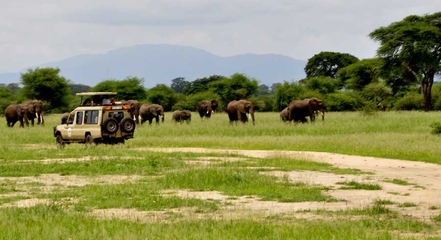 Kitulo National Park Nicknamed, Serengeti of Flowers, Kitulo National Park is the first National Park in the tropical Africa to be established primarily for its floristic importance. Host one of the greatest floral spectacle of the world with 350 species of Vascular plants. Including 45 varieties of terrestrial orchid! Visitors can walk across the grasslands to watch birds and wildflowers. Hill climbing in mountain ranges is also offered. Hiking from the park across the Livingstone Mountains is another opportunity and will lead to breathtaking Matema beach in lake Nyasa Indeed, it is rare botanical marvel, home to a newly discovered monkey species as well as which erupt into a riotous wild flowered display of breathtaking scale and the diversity during the main rain season. Kitulo support the largest and most important montane grassland community in Tanzania. But Kitulo, a botanist and Hiker’s paradise, also is highly attractive to bird watchers. Tanzania only population of Denham’s Bustard is a resident, alongside blue swallow and such range-restricted species as mountain marsh widow, Njombe Cisticola and Kipengere seedeater. Tourists can hike in the special developed trail system. These include open walking across the grasslands to watch birds and wild flowers and hill climbing on the neighboring ranges. A half-day hike from the park across the Livingstone Mountains leads to the scenic Matema beach on Lake Nyasa. The Highland Mangabey, famously known as Kipunji is the first new monkey species discovered in Africa in 20 years.