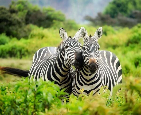 mikumi-national zebra