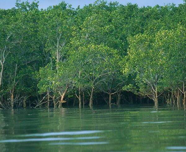 Saadani_National_Park_Mangrove_Swamps(1)