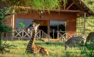 Serval Wildlife giraffe