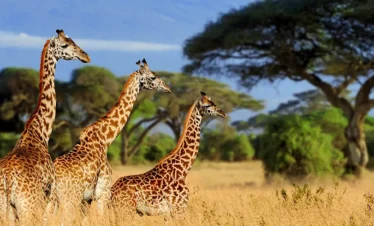 lotus spa safaris tarangire girrafes