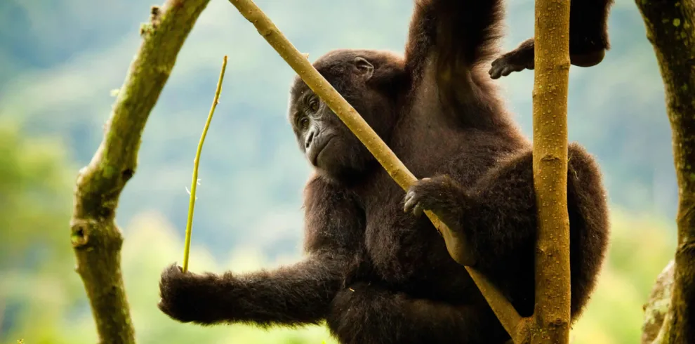 destinations-uganda-mgahinga-national-park1