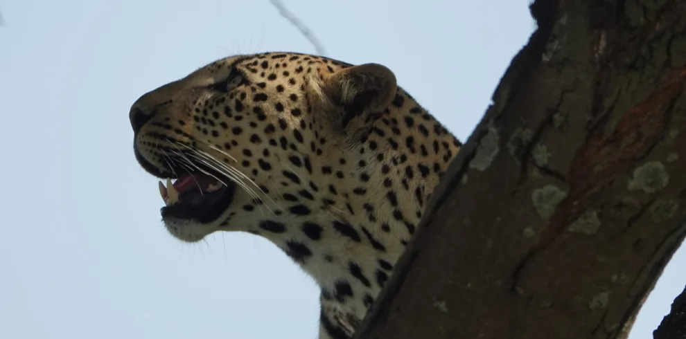 Leopard on the Tree Serengeti